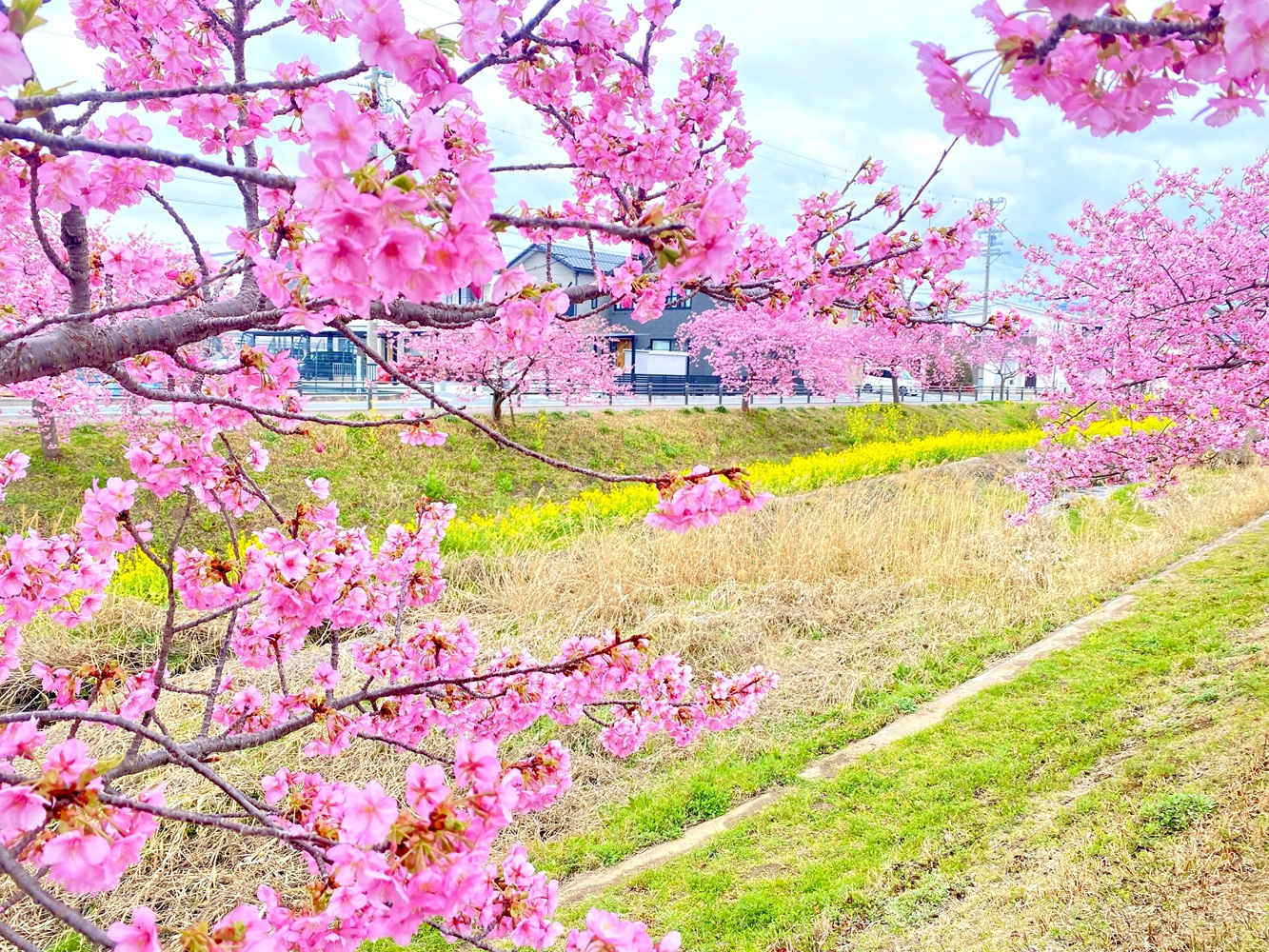 豊川市 西古瀬川の河津桜 2026②