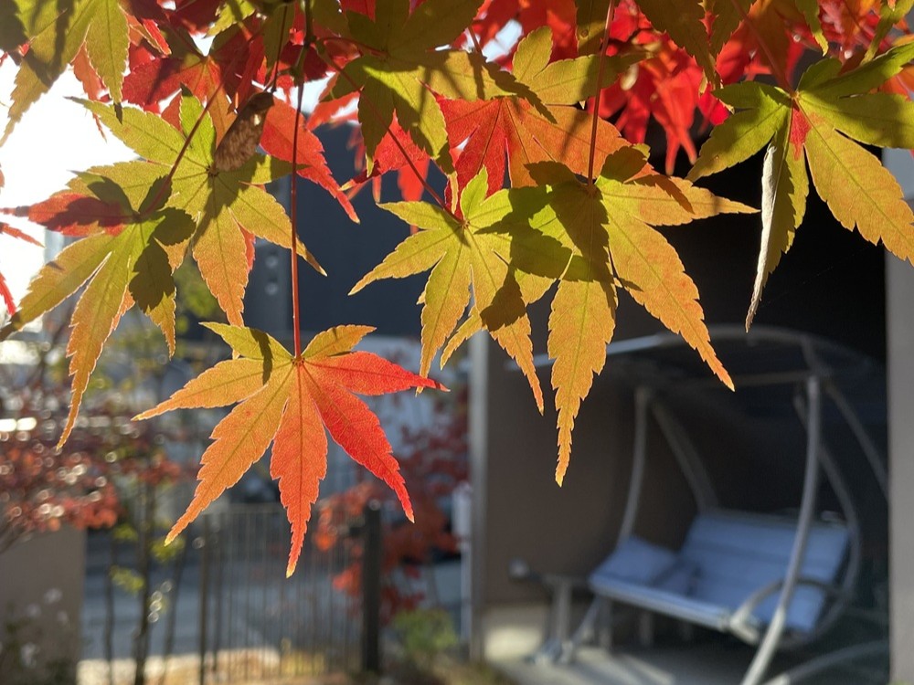 庭で紅葉を楽しむ