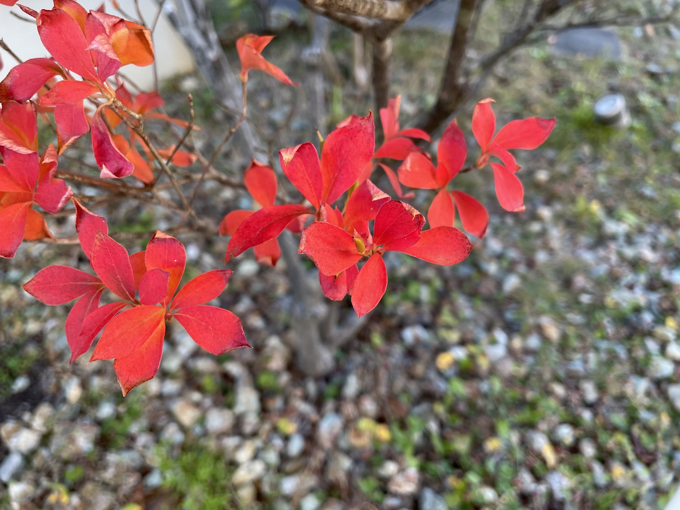 紅葉を楽しむ庭