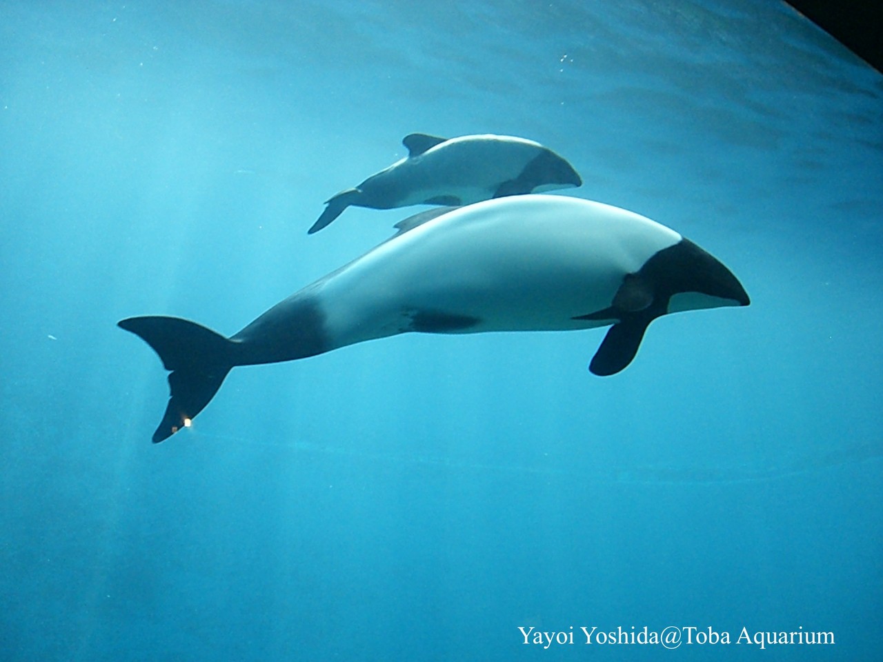 Commerson S Dolphin Marshdolphin Jimdoページ