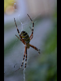 Wespenspinne (Argiope bruennichi)