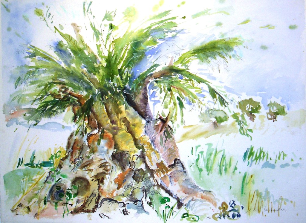 2 / Olivenbaum