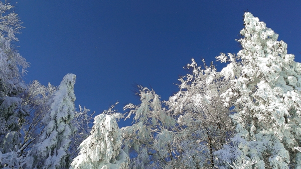 奥神鍋スキー場最上部の樹氷