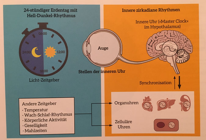 Bildquelle: Better Body Better Brain, Anja Leitz 2016 Jede Zelle hat eine eigene Uhr, die sich mit allen anderen abstimmt. Alle werden durch die "Masterclock" im Gehirn gesteuert. Diese Uhren steuern die inneren Rhythmen und bestimmen, wann was geschieht
