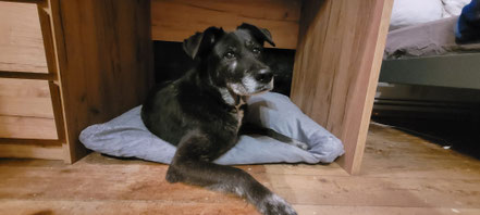 Bonnie, 8 Jahre