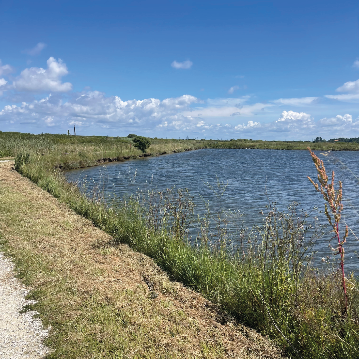 Explorez les Marais Salants à Vélo sur l'Île d'Oléron