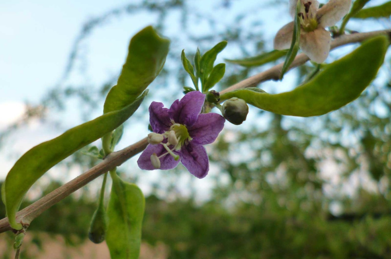 Goji-beeren - kleingartenverein-neutraublings Webseite!