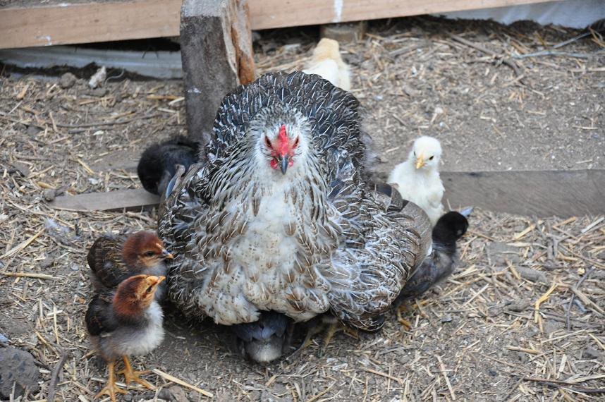Crianza - Gallinas Mapuches