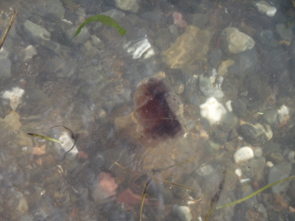 Une méduse dans la Baie des Chaleurs (près de New Richmond)