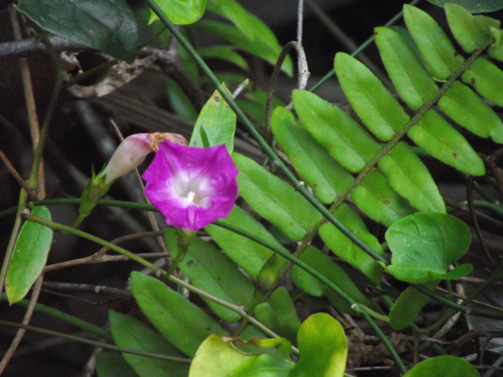 un autre fleur