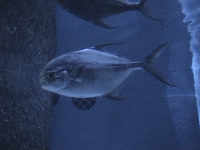 un autre des 2000 photos prisent à l'aquarium