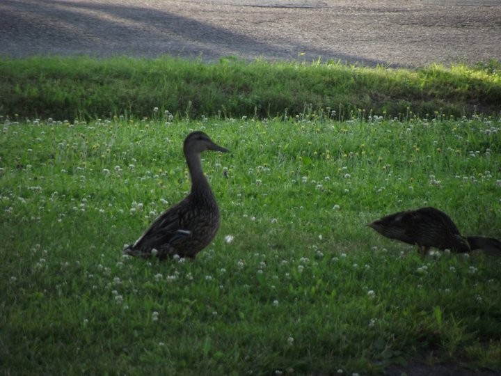Les canards nous ont même rendu visite le matin avant de quitter le motel