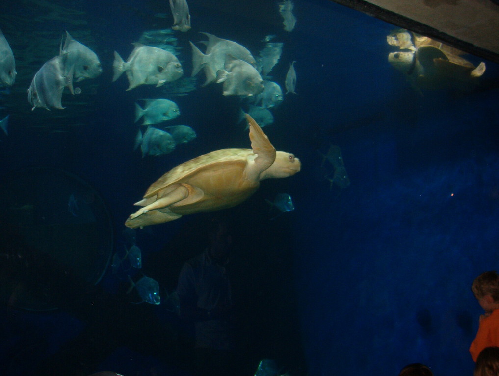 une seule des 2000 photos prisent à l'aquarium