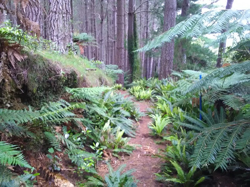 Interesting mix of bush and pine forest during the descent