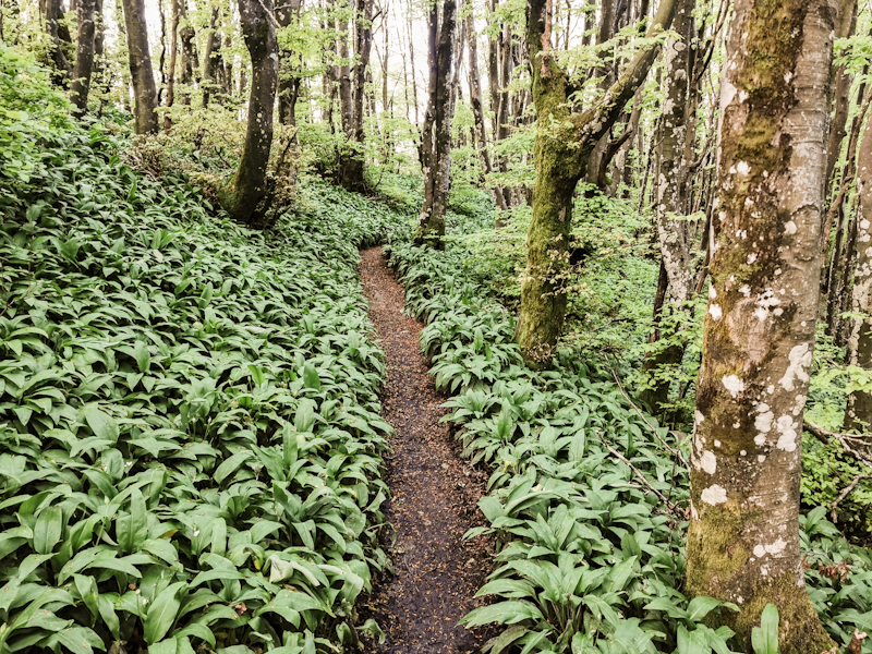 Lovely track through Beech Forest and wild garlic 