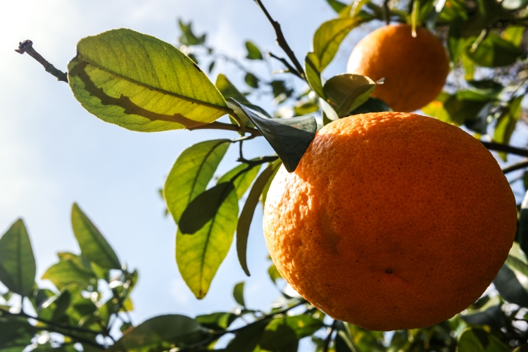 Oranges and sun. It feels like summer.