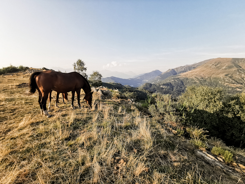 Horses with a view