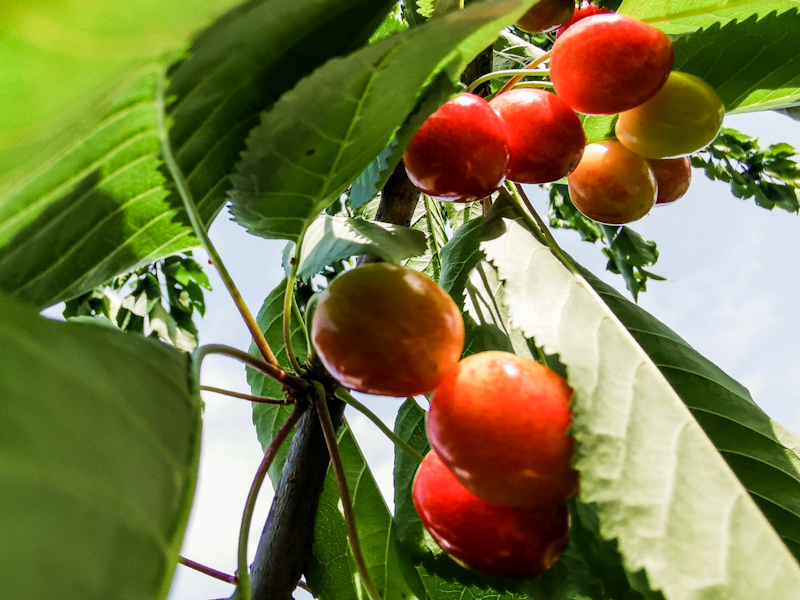 Cherries 😊