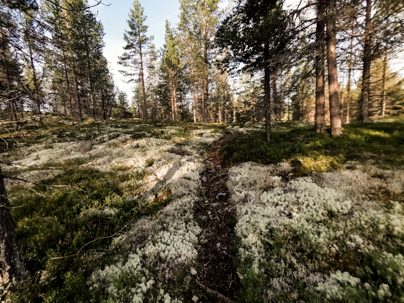 Lots of forest walking today