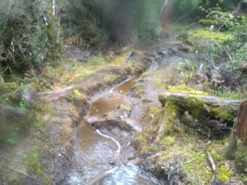 Wet Mangahuia Track