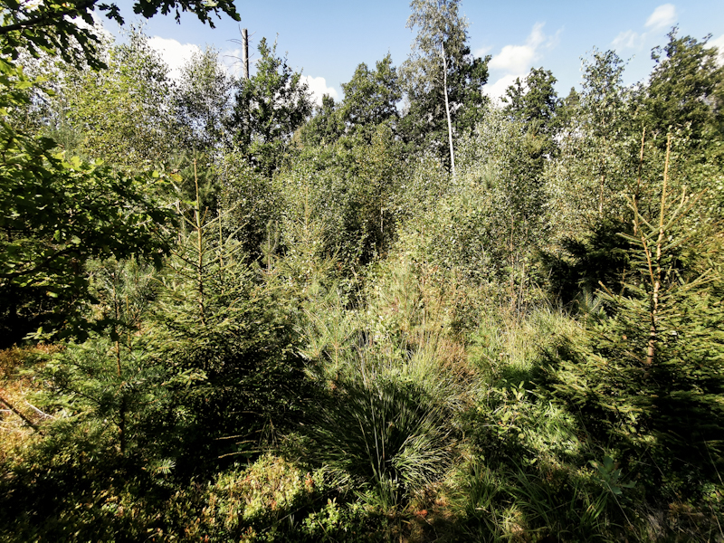 Overgrown trail ahead