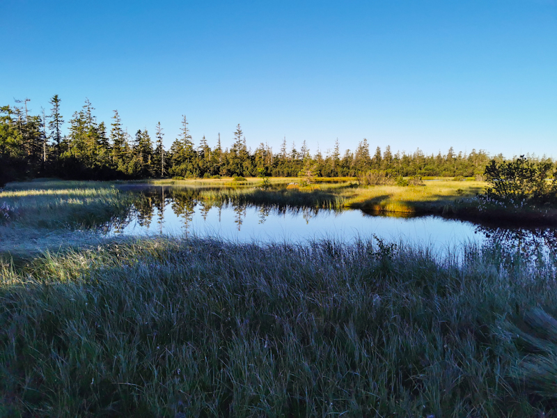 Wetlands. Very Scandinavian...