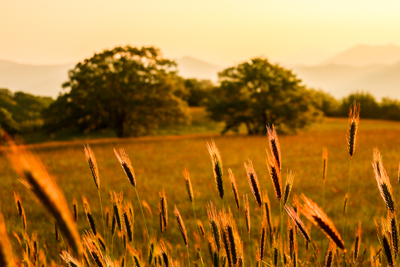 Golden morning light