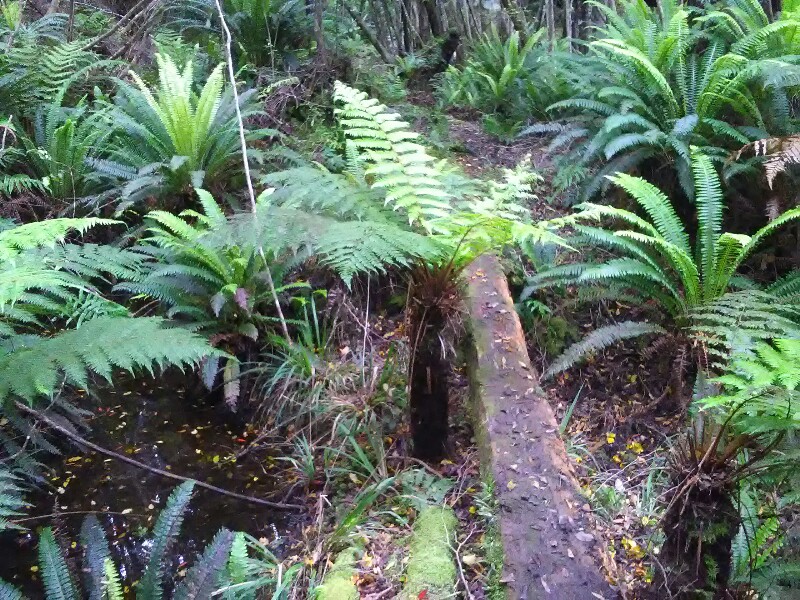 "Bridge" over a gully