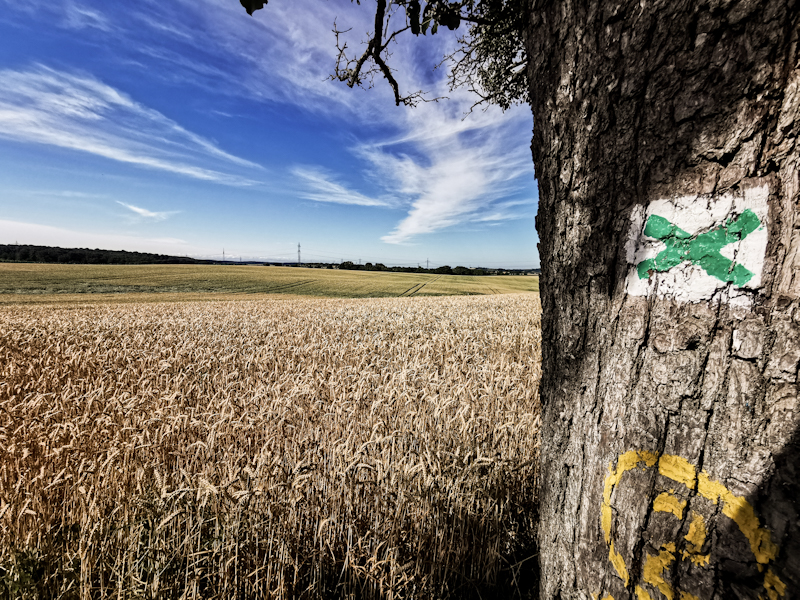 Following the green X through Farmland 