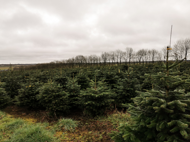 A common sight today: Christmas Trees 