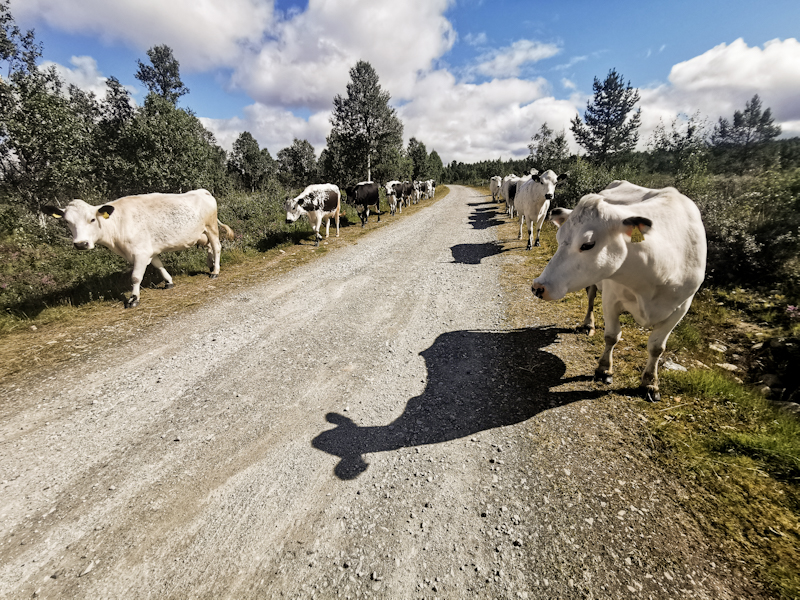 Well behaved cows walking on the side of the road 