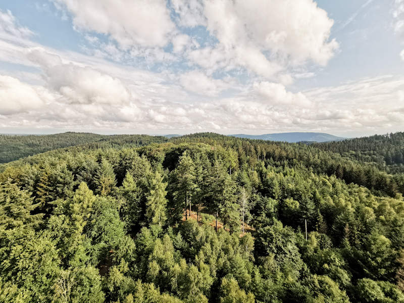 Odenwald. The forest I have been walking through the previous two days.