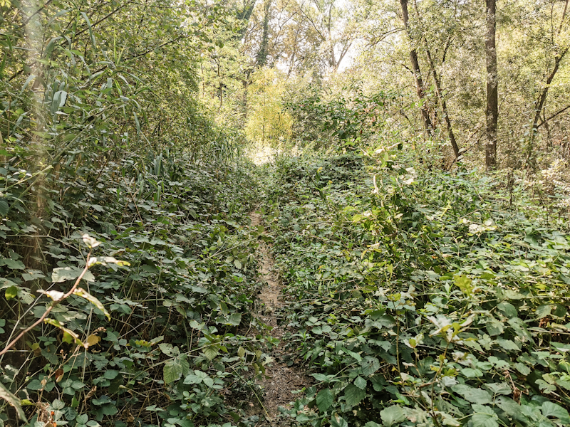 Overgrown trail near Ticino River