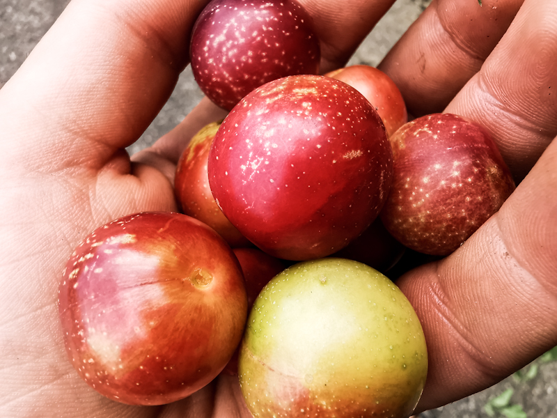 Mirabelles 😋