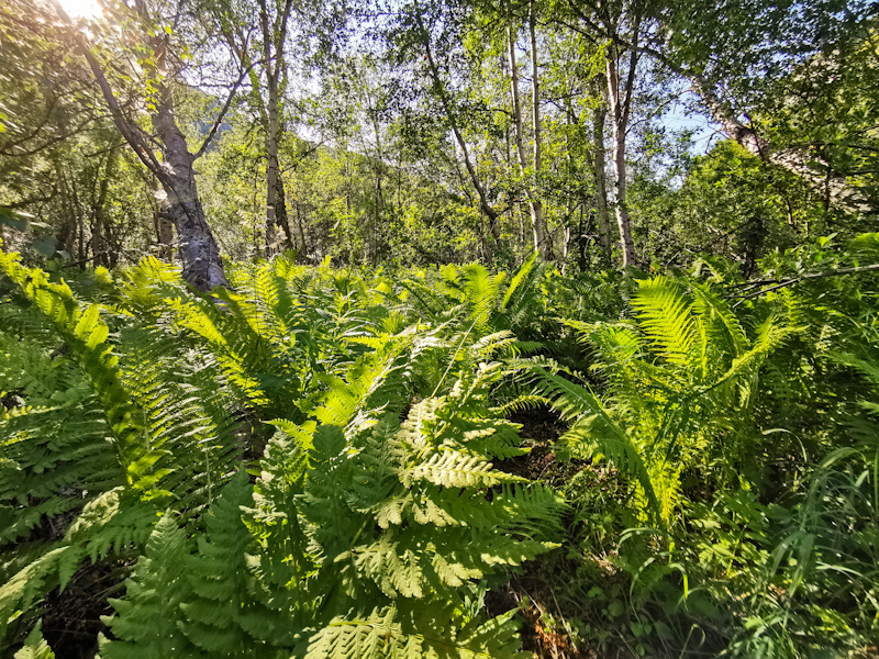 New Zealand bush? Close... The trail is hiding below the fern.