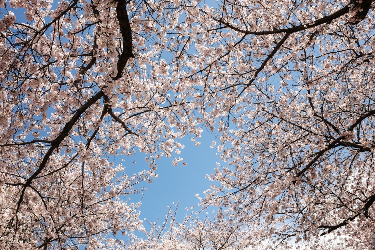 Cherry blossom
