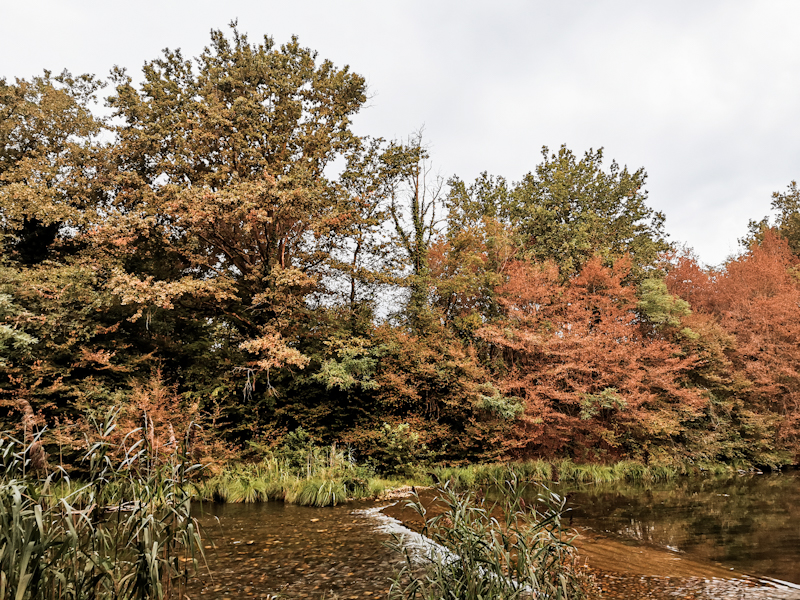 Autumn colors. The weather feels like being somewhere in the tropics though. Hot and humid. 