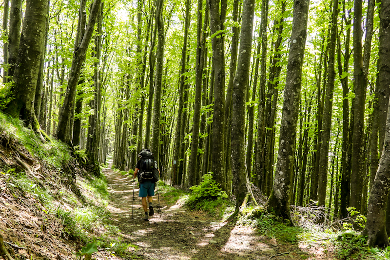 Walking through Beech forest most of the day 