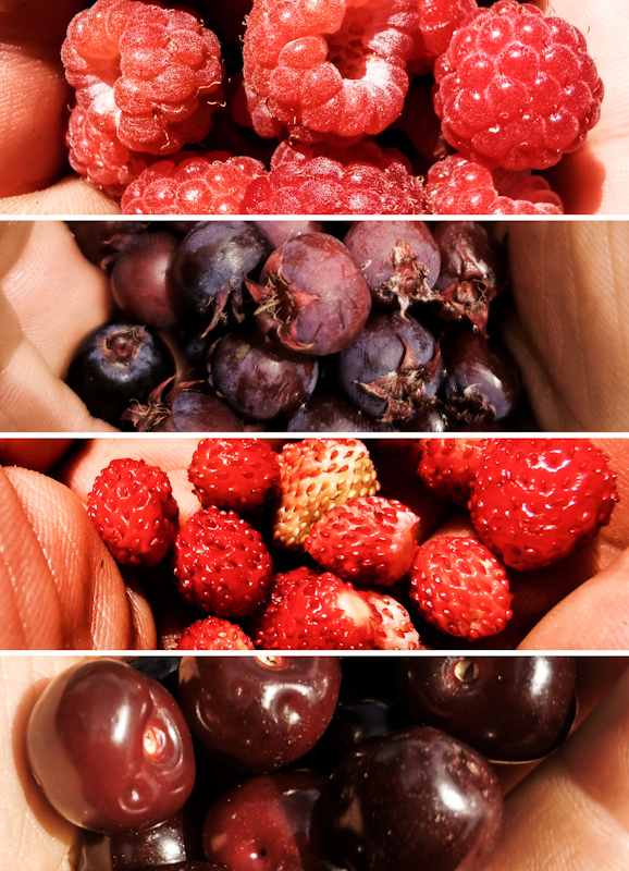 Berries and cherries!