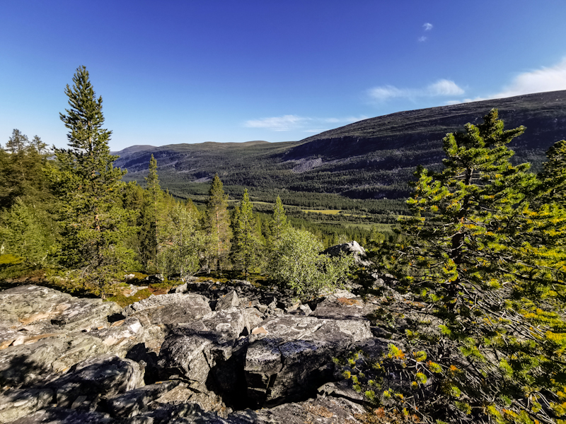 Lovely pine trees