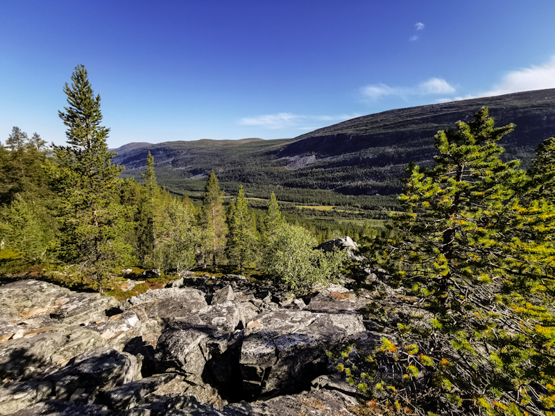 Lovely pine trees 