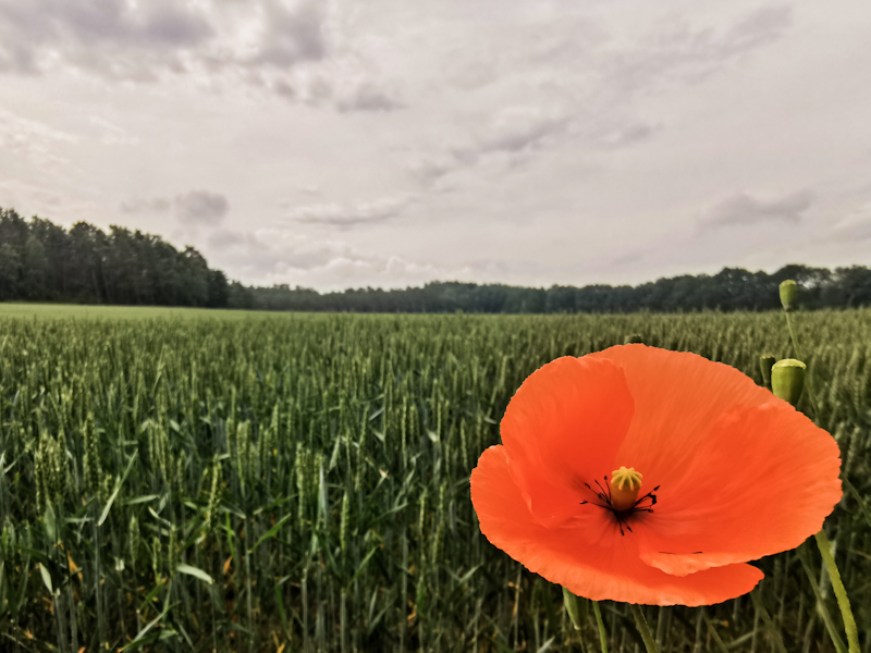 Poppy!