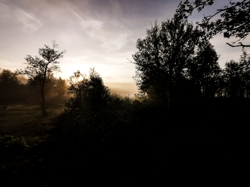 Misty morning