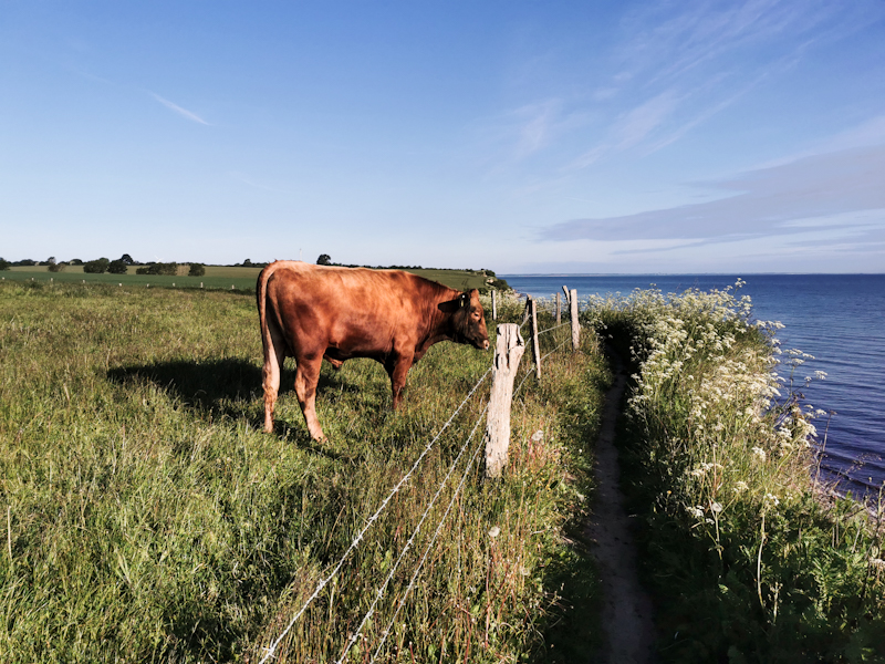 Bull living at the edge