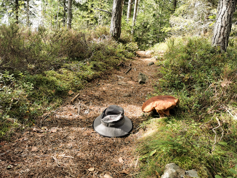 Mushroom as big as Fredy's hat