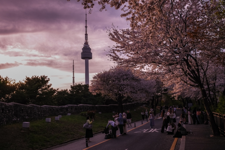 Cherry blossom in Seoul