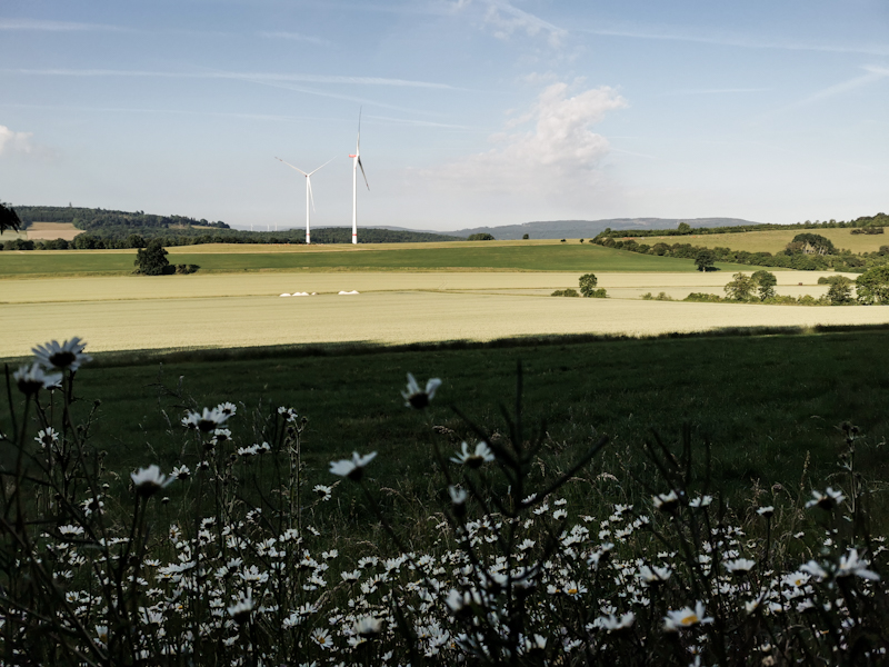 Typical view outside of the forest