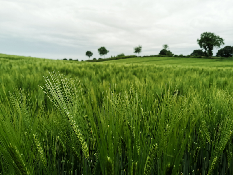 Wheat field 