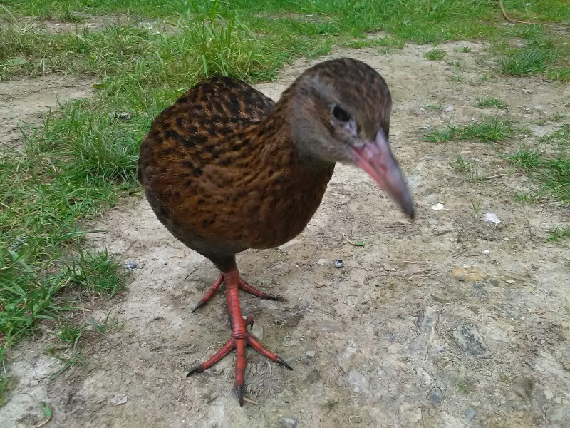 Curious bird at the camp