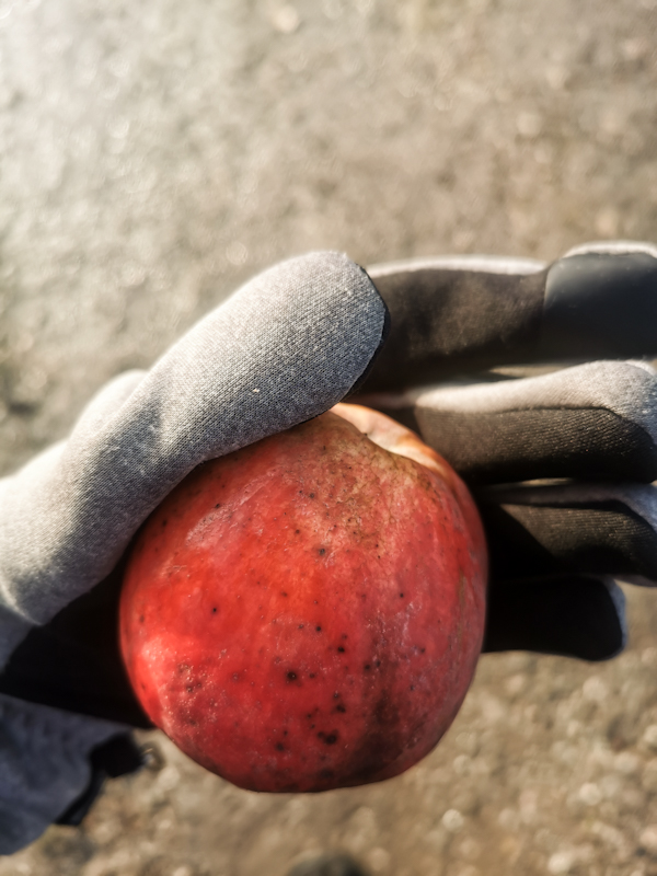 Surprised to find some apples. Still tasty.